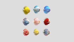 Discus Family fish, red, discus, pigeon, tropical, ocean, aquarium, passion, loop, freshwater, checkerboard, schooling, animation, sea