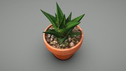 Fairy washboard plant plant, plants, game-ready, succulent, succulents, houseplant, houseplants, haworth, photogrammetry, 3dscan, haworthiopsis-limifolia, fairy-washboard