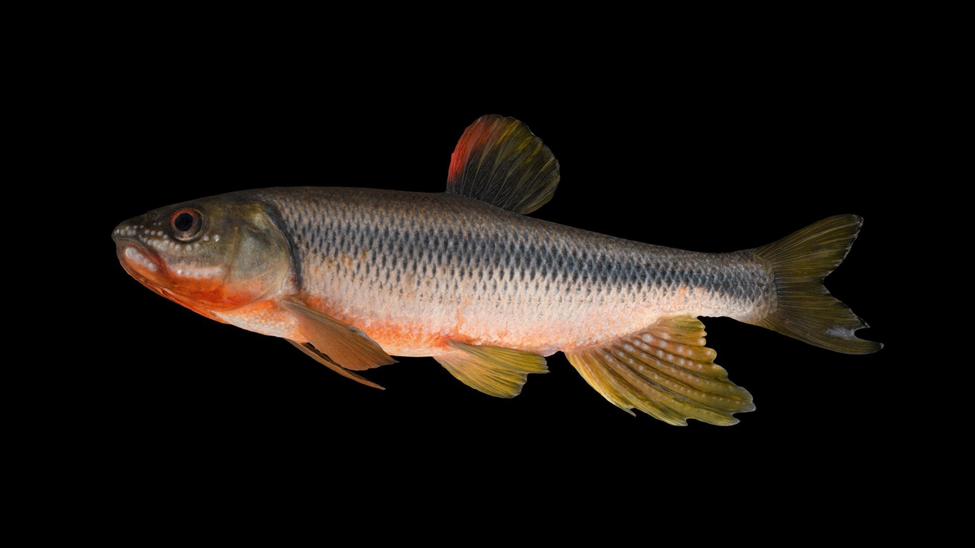 License: CC-BY-NC


Miyazaki, Japan. 宮崎県.


Detail: https://ffish.asia/s/54453

Animalia 動物界

　 Chordata 脊索動物門

　　 Osteichthyes 硬骨魚綱 硬骨魚類

　　　 Cypriniformes コイ目

　　　　 Cyprinidae コイ科

　　　　　 Candidia カワムツ属

　　　　　　 Candidia temminckii カワムツ - カワムツ 🐟 ♂ Dark Chub, Candidia temminckii - Download Free 3D model by ffish.asia / floraZia.com (@ffishAsia-and-floraZia) 3d model