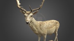 NSMT-M32070_Fallow Deer_ダマジカ_Taxidermy taxidermy, nsmt, yoshimoto-collection, yoshimotokorekushiyon