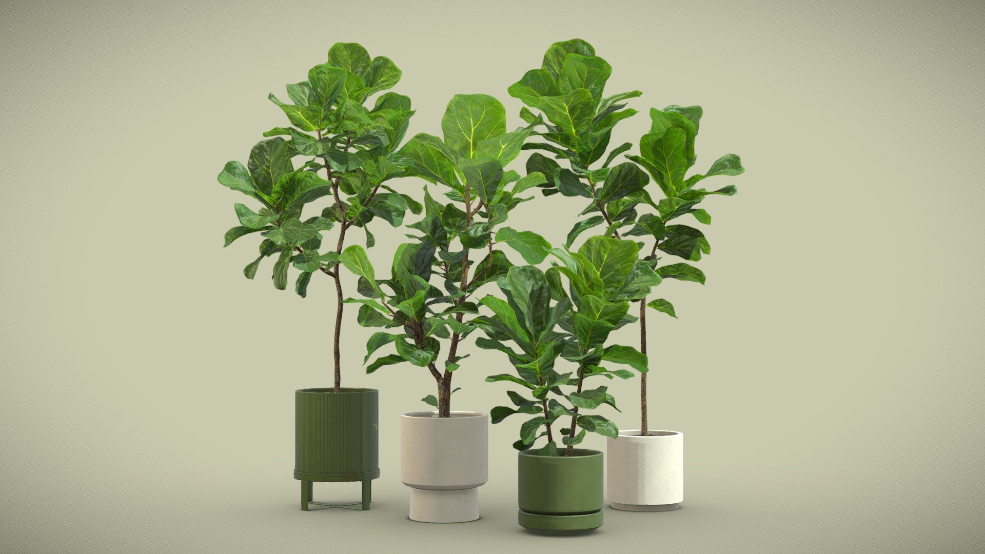 Ficus Lyrata Fiddle leaf Fig

The Ficus Lyrata it takes its nickname from its giant green leaves: They are similar to the size and shape of fiddles.  This plant is a popular indoor tree featuring very large, heavily veined, and glossy violin-shaped leaves that grow upright on a sleek trunk. It's an impressive houseplant that brings drama to a room! 

4k Textures




Vertices  104 934

Polygons  97 662

Triangles 192 316
 - Ficus Lyrata Fiddle leaf Fig - Buy Royalty Free 3D model by AllQuad 3d model