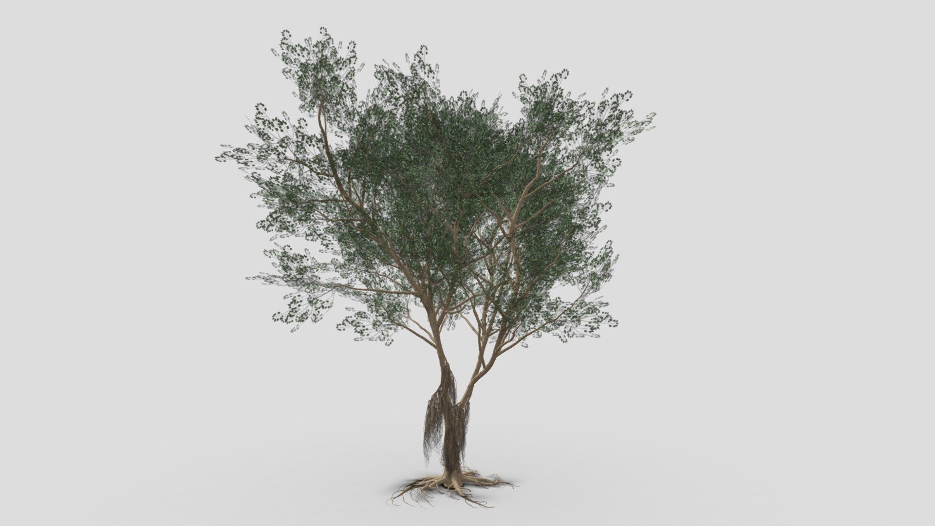 I try to work on Ficus Benjamina Tree to use this your project. this is a low poly 3D model. Tree info: Ficus Benjamina, commonly known as weeping fig, benjamin fig, or ficus tree, and often sold in stores as just ficus, is a species of flowering plant in the family Moraceae, native to Asia and Australia. It is the official tree of Bangkok 3d model