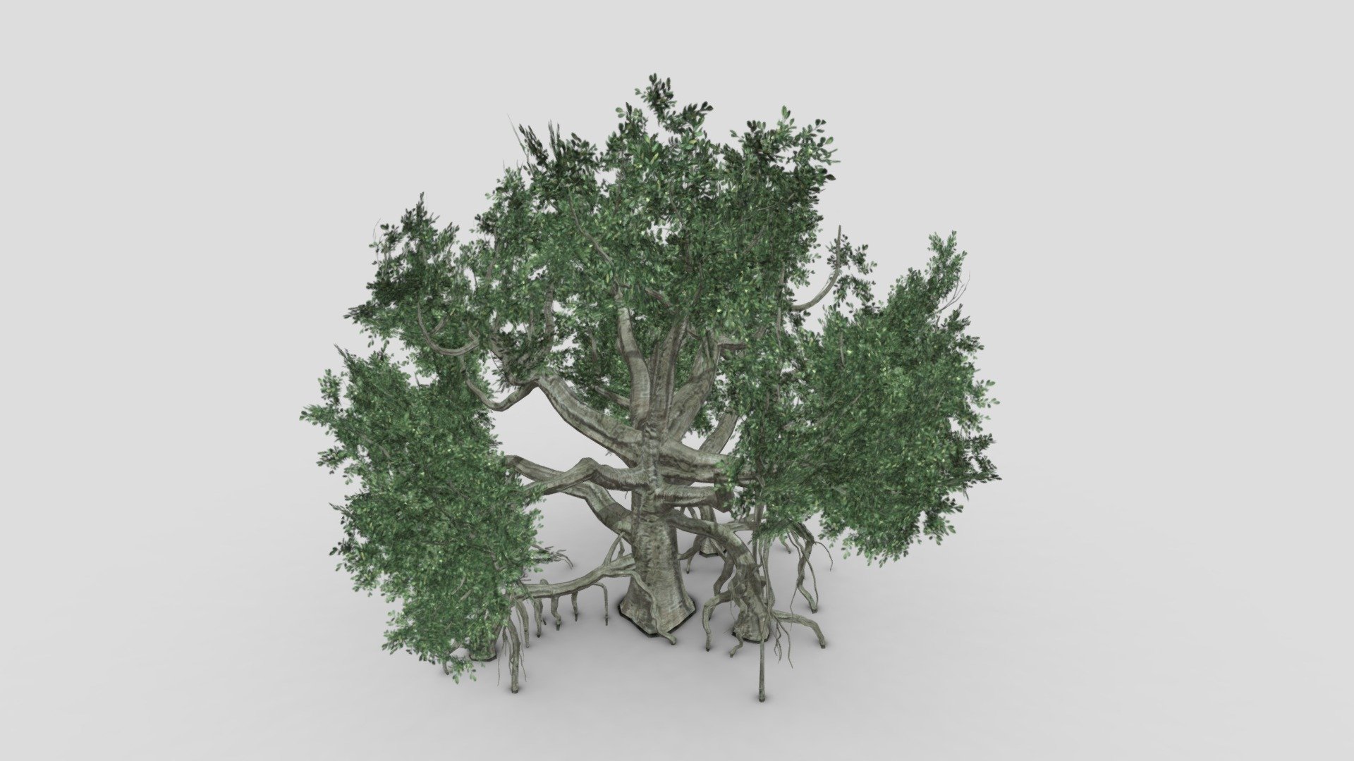 We provide a banyan, also spelled “banian”, is a fig that begins its life as an epiphyte, i.e. a plant that grows on another plant, when its seed germinates in a crack or crevice of a host tree or edifice.We hope you use it free and lets see your comments 3d model