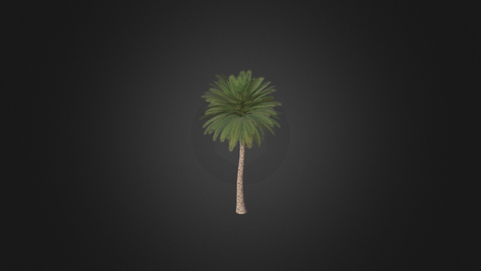 Canary Island Date Palm - Canary Island Date Palm - Buy Royalty Free 3D model by cgaxis 3d model