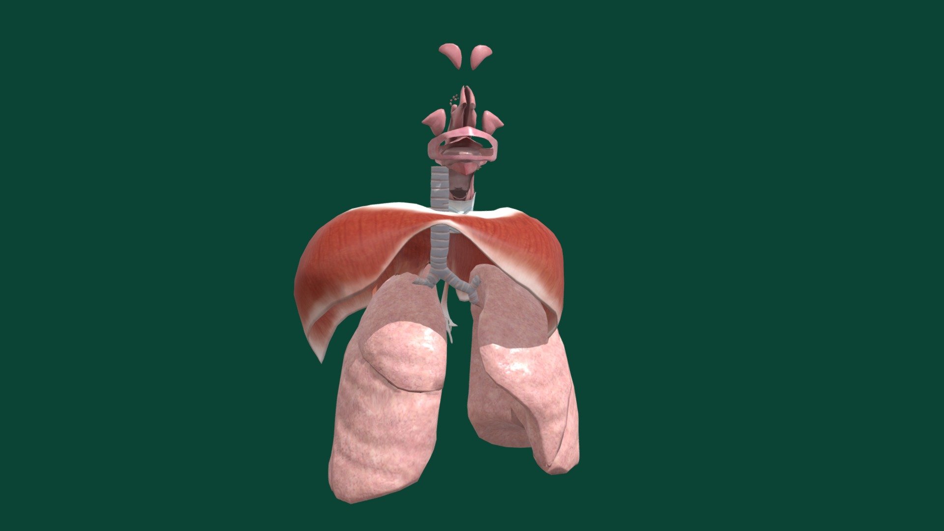 Diaphragm, Respiratory system
The diaphragm is a thin skeletal muscle that sits at the base of the chest and separates the abdomen from the chest. It contracts and flattens when you inhale. This creates a vacuum effect that pulls air into the lungs. When you exhale, the diaphragm relaxes and the air is pushed out of lungs 3d model