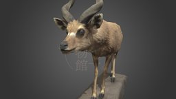 NSMT-M32018 Sitatunga シタツンガ Taxidermy museum, mammals, nsmt, yoshimoto
