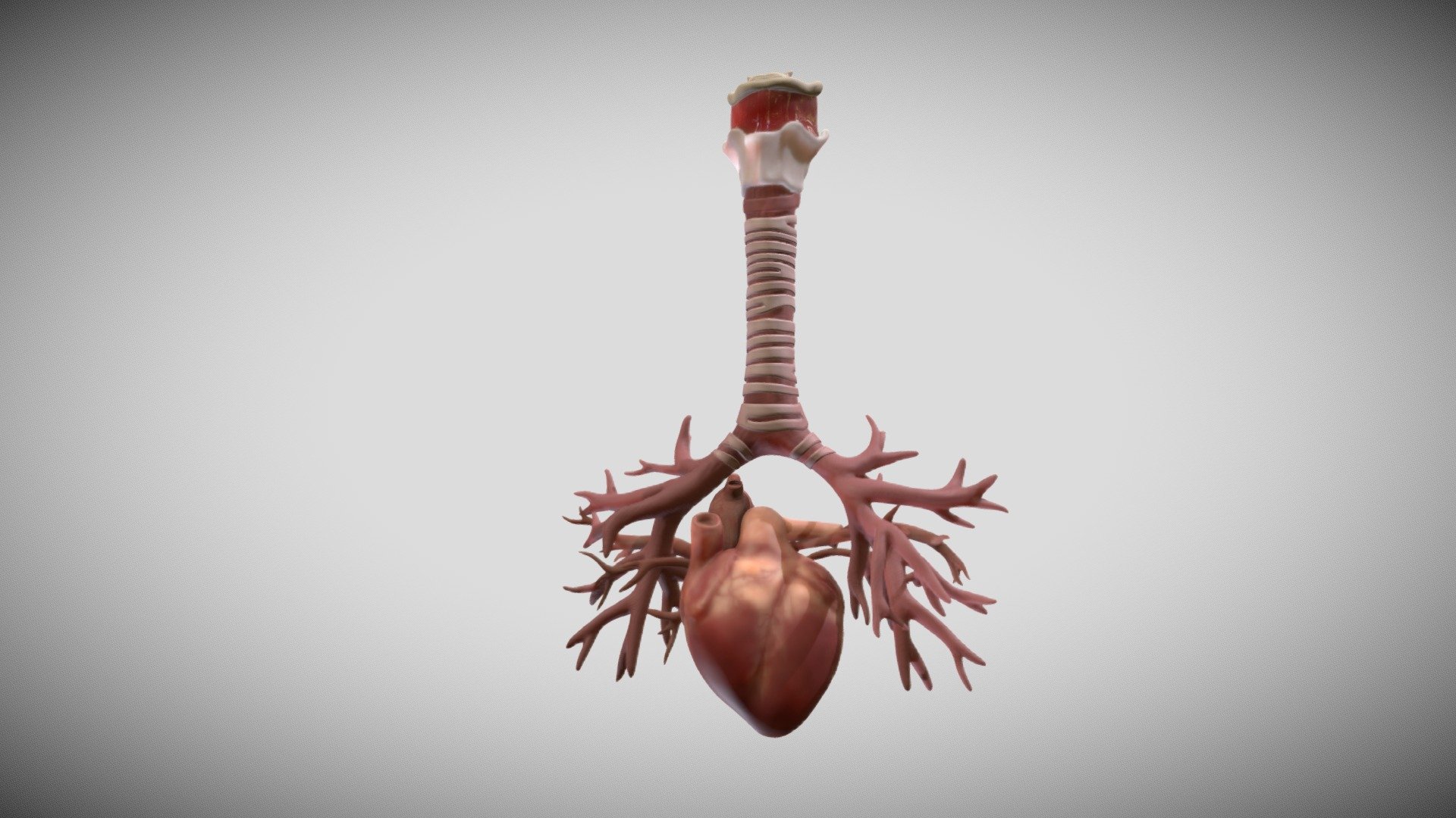 -From a structural and functional perspective, the respiratory system is most logically considered as having conducting and gas exchange components, with the bifurcating airways and accompanying pulmonary arteries (PAs) conducting air and blood to peripheral capillary-lined airspaces for gas exchange. 
-Heart development (also known as cardiogenesis) refers to the prenatal development of the heart. This begins with the formation of two endocardial tubes which merge to form the tubular heart, also called the primitive heart tube. The heart is the first functional organ in vertebrate embryos. 

Reference :
1-netters atlas of human embryology (Updated Edition).
2-larsens human embryology ( Sixth Edition ) .
3-the anatomy of human embryo electron microscope ( 1st Edition ) - Heart Broncioloe Airways Week Sixteen - Buy Royalty Free 3D model by Ebers 3d model