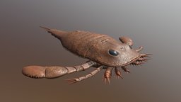 Eurypterus remipes fossil, paleontology, dinosaurus, paleoart, eurypterus