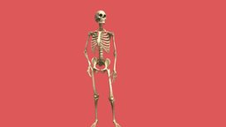 Curious skeleton scary, movie, monster, gamecharacter, halloween, spooky