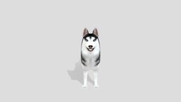 Sererbia Huski dog, animals, mammal, dogs, husky, mammals, puppy-dog, animal, huskypuppy, seberia, huskydog