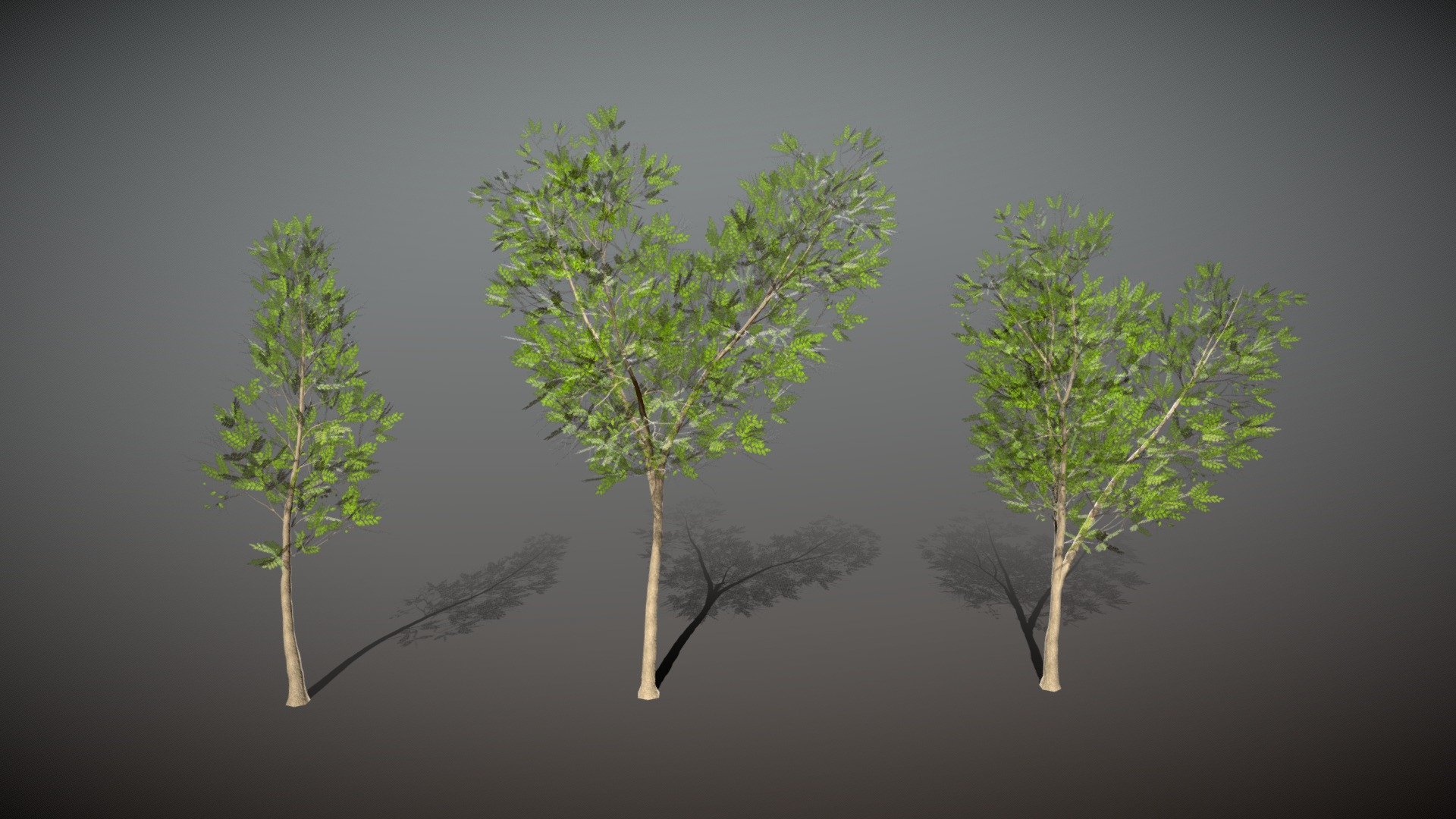 Three semi-low poly tree variations - largest model containing 6.5k vertices and 4.5k tris

The foliage texture is a 4x4 texture atlas (4k resolution)
Bark texture includes: color, normal, roughness, and displacement maps.

The materials and textures for the sample scene are also included.

The additional file contains each tree in a seperate fbx file (textures not embedded), and the .obj file format - Locust Tree Pack - Download Free 3D model by Jagobo 3d model