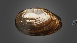 チシマドブガイ Pond Mussel, Beringiana beringiana pond, mussel, ffishasia, beringiana, noai