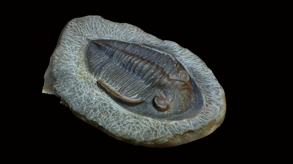 Trilobite fossil at the Quarry Hill Nature Center, Rochester, MN (http://qhnc.org/)  Quick test to see how few cell phone photos would produce a good model.  Produced with 10 5mp photos from a LG Volt 3d model
