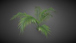 Ferns flower shrub flower, shrub, ferns