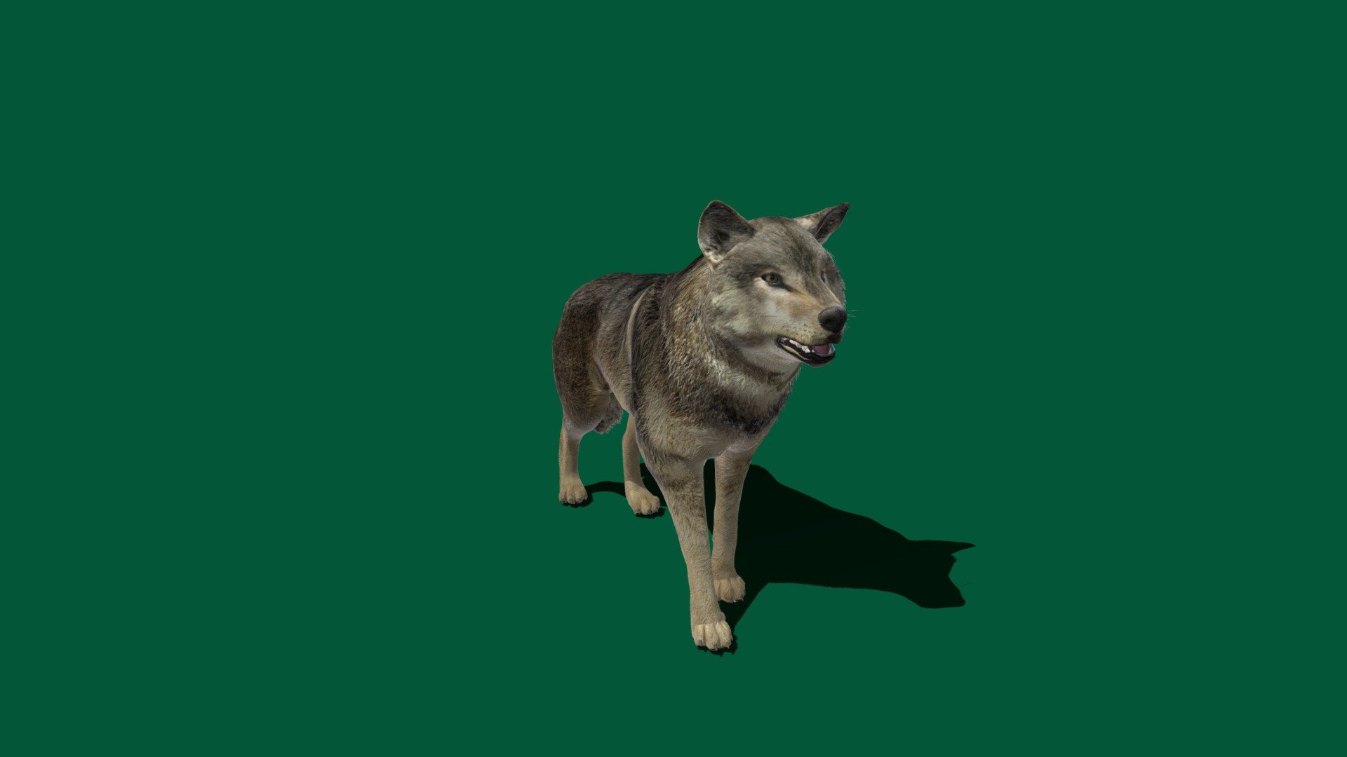 Timber Wolf

Eastern wolf, also known as the eastern timber wolf ; Northern Rocky Mountain wolf, a timber wolf that inhabits the northern Rocky Mountains ; Northwestern wolf,
The eastern wolf also known as the timber wolf, Algonquin wolf or eastern timber wolf, is a canine of debated taxonomy native to the Great Lakes region and southeastern Canada. It is considered to be either a unique subspecies of gray wolf or red wolf or a separate species from both.
The Timber Wolf is a wolf hybrid or wolfdog that is normally bred with the Alaskan Malamute, Siberian Husky or German Shepherd.

The first documented breeding of a wolf and dog took place in England in 1766. There are also many dog breeds in existence today that are thought to have some type of wolf in their ancestry. However, it was not until the 1960s when breeders began crossing dogs with the American Grey Timber Wolf with the purpose of creating a companion or pet 3d model