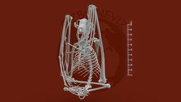 New Guinea -backed fruit bat skeleton skeleton, bat, mammal, animal, dobsonia