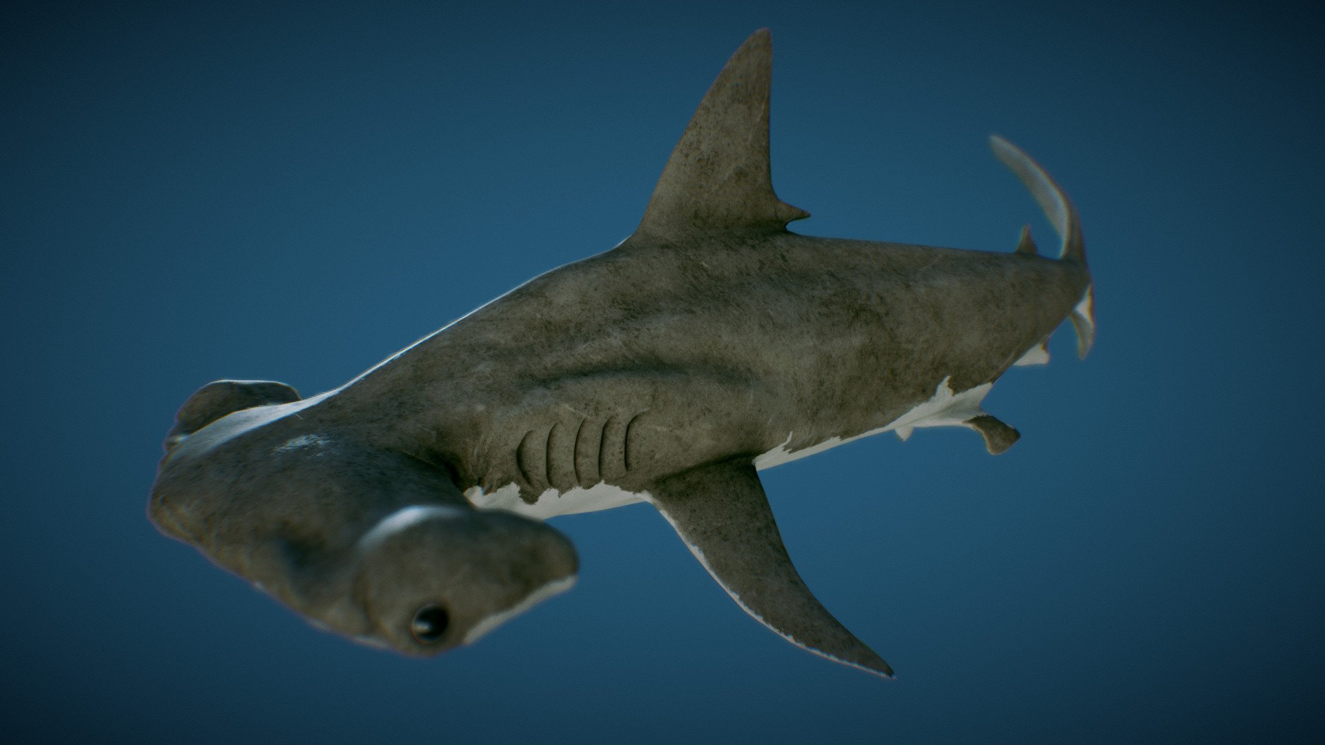 Included animation: Attack(4), Get hit, Hit, Death, Eat, Idle, Swim(2), Spin.



Files: Unity(2018.4), Unreal(4.26), FBX(7.2), Blender(2.92).

Number of characters: 1

Number of skins: 4

Materials(Unity): HDRP(Metallic) / Standard(metallic)

Number of Materials: 4

Textures: Albedo, Normals, MADS(Metallic, AO, Details, Gloss).

Texture Resolutions: 4096x4096

Number of Textures: 8

Poly-count:

Triangles: 8.474

Vertices: 5.194



UV mapping: NonOverlapping

Rigged: Yes

Animated: Yes

Number of Animations:11 - Hammerhead Shark  |Game Ready| - Buy Royalty Free 3D model by Viverna (@Viverna_362) 3d model