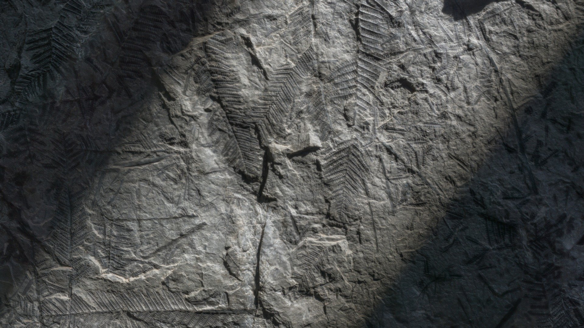 Fern leaf fossil - Buy Royalty Free 3D model by yelizegi - PUNTTULANBRO (@yelizegi) 3d model