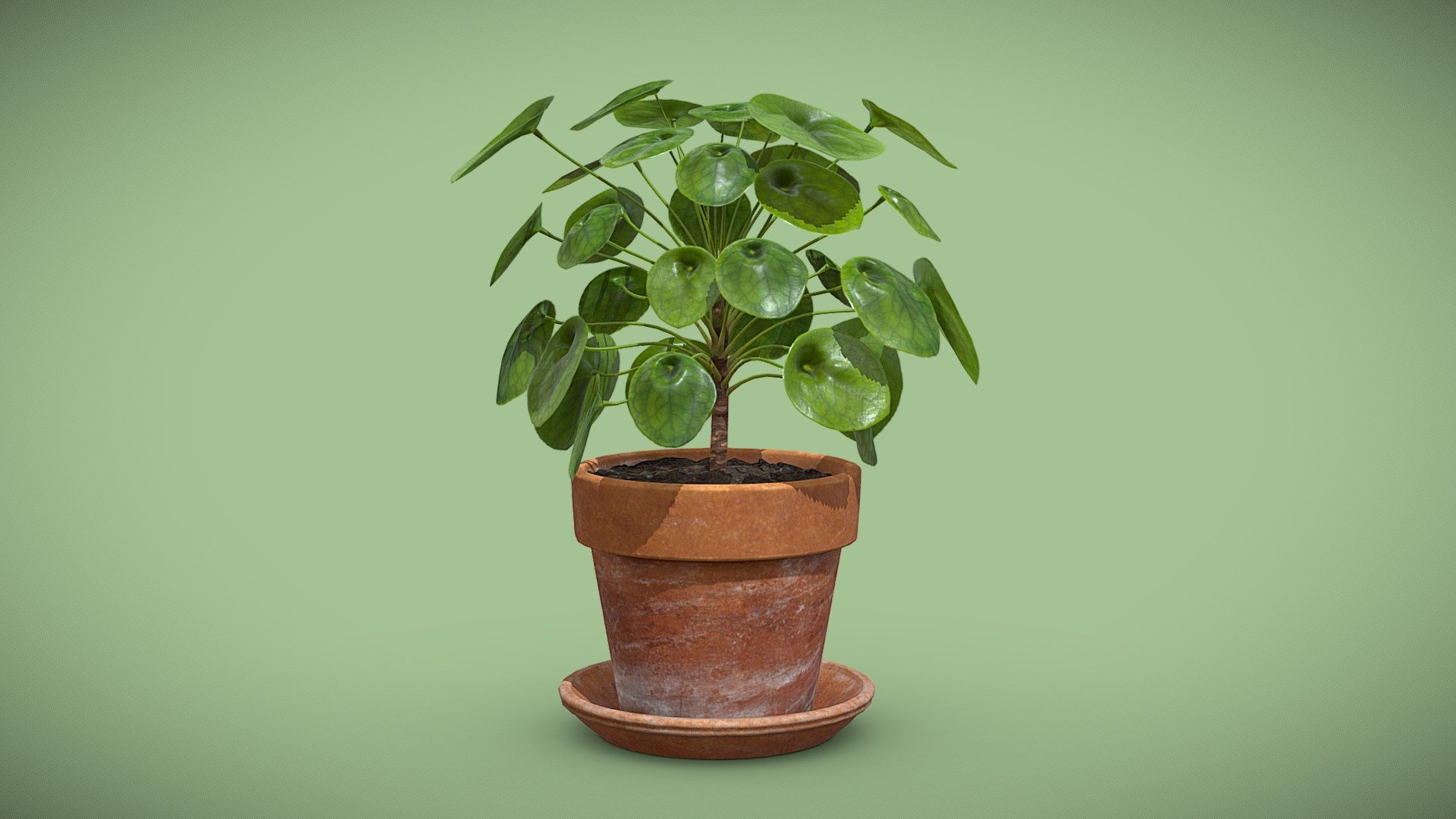 Pilea Peperomioides Terracotta pot

This week I finally reached 300 followers on this platform. Here is a Freebie to thank you all for the support !

Share your projects where you used this asset in the comments section !

1K Textures


-Vertices  8 378
-Faces     7 766 
-Triangles 15 436
 - [FREE] Pilea Peperomioides Terracotta pot - Download Free 3D model by AllQuad 3d model