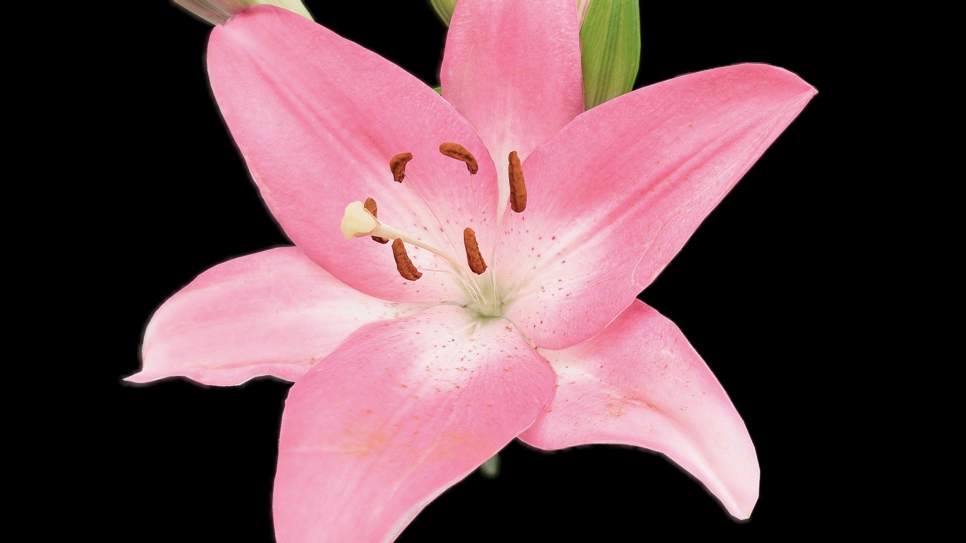 Photogrammetry of a Lilium flower. A little trip into the parts of this beautiful flower. 

Wiki: Lilium (members of which are true lilies) is a genus of herbaceous flowering plants growing from bulbs, all with large prominent flowers. 
Lilies are a group of flowering plants which are important in culture and literature in much of the world. 
Most species are native to the temperate northern hemisphere, though their range extends into the northern subtropics. 
Many other plants have &ldquo;lily