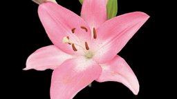 Anatomy of a Lilium (Photogrammetry) flower, nature, lirio, nature-plants, lilium, photogrammetry, scan, 3dscan