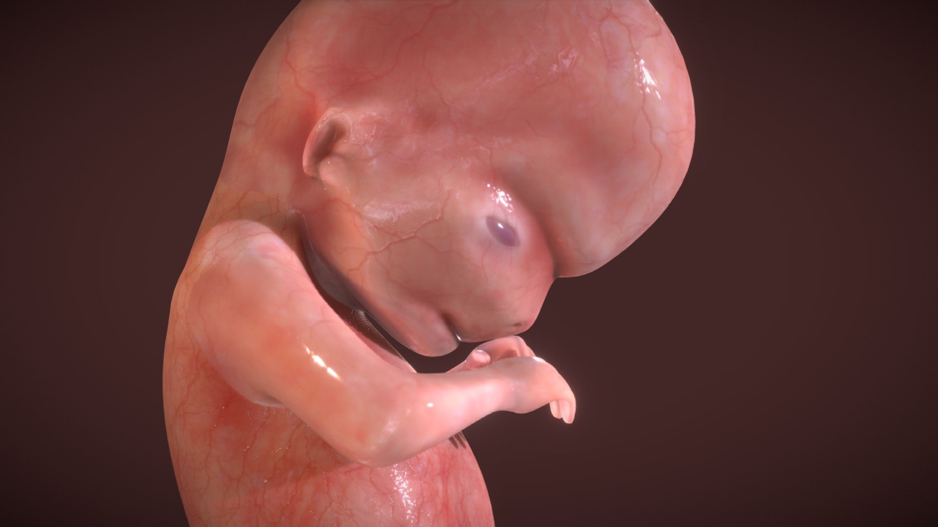 -By now, your baby looks more and more like the newborn you’ll bring home from the hospital. Their body has sprouted tiny arms and legs, fingers and toes, bones, and muscles. The embryonic tail is almost gone.

-Their unique facial features continue to develop along with all of their inner workings and organs.

-By the end of your second month of pregnancy, your baby will measure just under one inch, and he will weigh in at half an ounce. 

Reference :-
1-https://www.healthline.com/health/pregnancy/pregnancy-symptoms-week-8#your-baby
2-https://www.parents.com/pregnancy/week-by-week/8/your-growing-baby-week-eight/ - Fetus Week Eight (8) - Buy Royalty Free 3D model by Ebers 3d model
