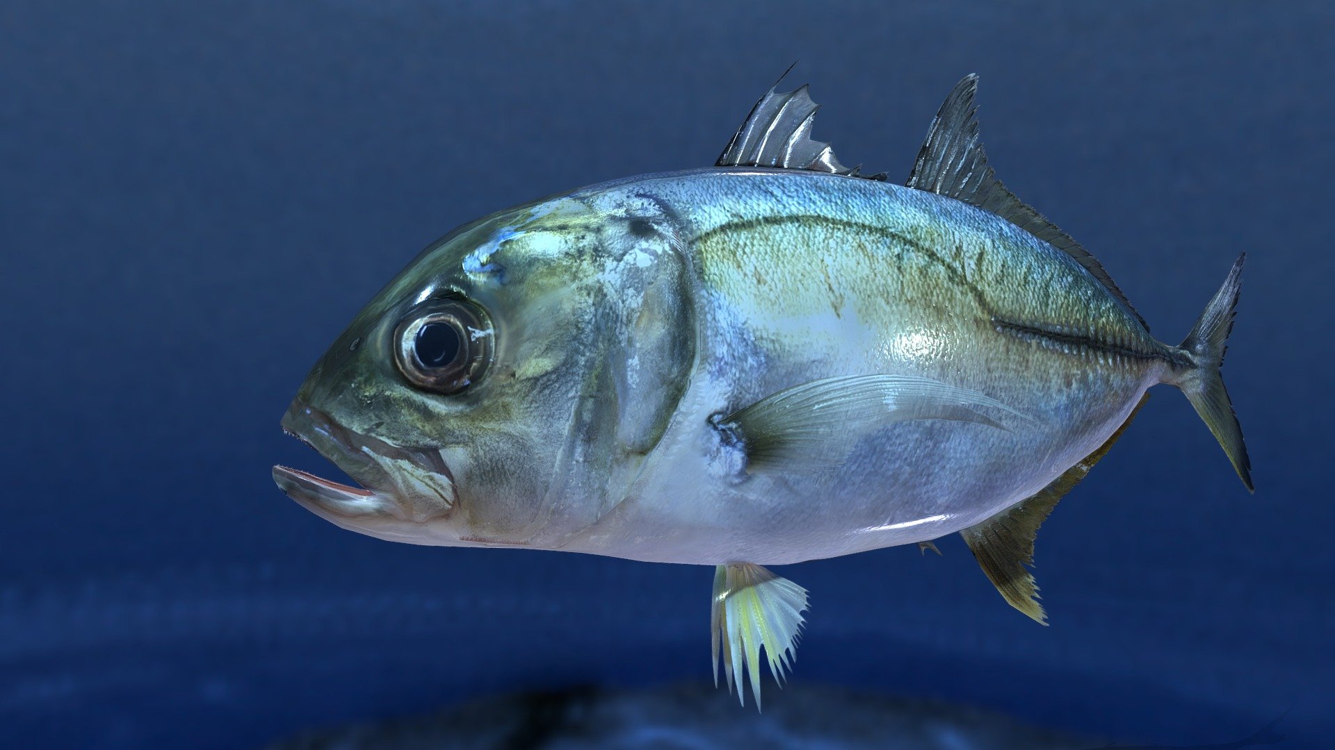 I'm producing aiming at realistic fish. It was made in Blender.
The resolution is lowered a little, and it's being indicated.

There are a blender file and a fbx file for Unity.
fbx for Unity makes the fin tension of both sides. WebGL used actually in unity Please refer to this website.
https://turidata.blog.fc2.com/blog-entry-28.html

When needing information about fish, please refer to MEA AQUA website, It's my site  (language: Japanese).

If you would like to purchase(25$~35$), please leave a comment on our website.It can be purchased in a format such as .blender, FBX, GLB, etc 3d model