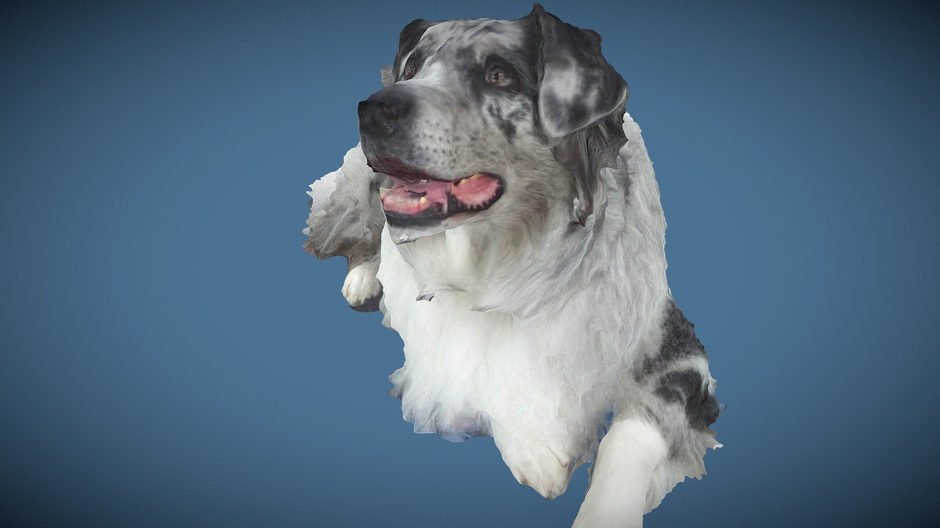 Harvey the dog 3D scan  by QuickPic3D.com  another instant capture 3D scan from QuickPic3D.com using our QP112 full body photogrammetry rig - Harvey the dog 3D scan  by QuickPic3D.com - Download Free 3D model by QuickPic3d (@argus.3d.studios) 3d model