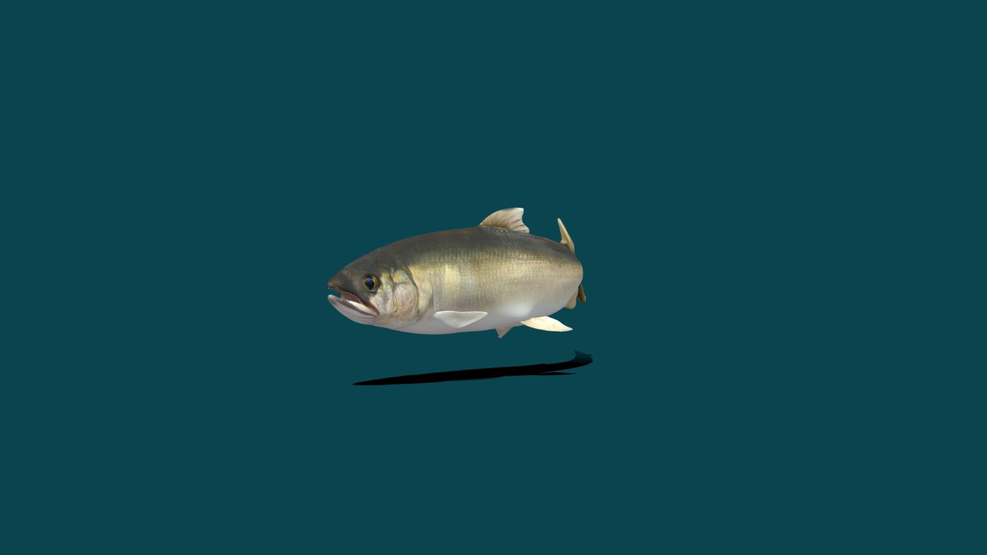 August Animals list 1/10




Plecoglossus altivelis aka Ayu Sweetfish with idle to swim animations
 4K PBR Textures material *
Diffuse,Metallic,Roughness,Specular,AO,Normal Map

ref


The ayu sweetfish, ayu or sweetfish, is a species of fish. It is the only species in the genus Plecoglossus and family Plecoglossidae. It is a relative of the smelts and other fish in the order Osmeriformes. Wikipedia
Higher classification: Plecoglossus
Rank: Species
Found in: Nakaumi
Scientific name: Plecoglossus_altivelis
Family: Plecoglossidae
Kingdom: Animalia
Order: Osmeriformes - Ayu Sweetfish - 3D model by Nyilonelycompany 3d model
