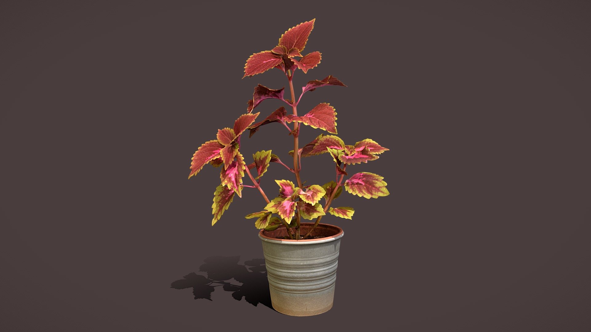 a self-grown red Coleus.

Pictures taken with 3xD5300 + D3200 + Various lenses

Processed with Metashape + Blender + Instant meshes + Substance - Red Coleus - Buy Royalty Free 3D model by Lassi Kaukonen (@thesidekick) 3d model