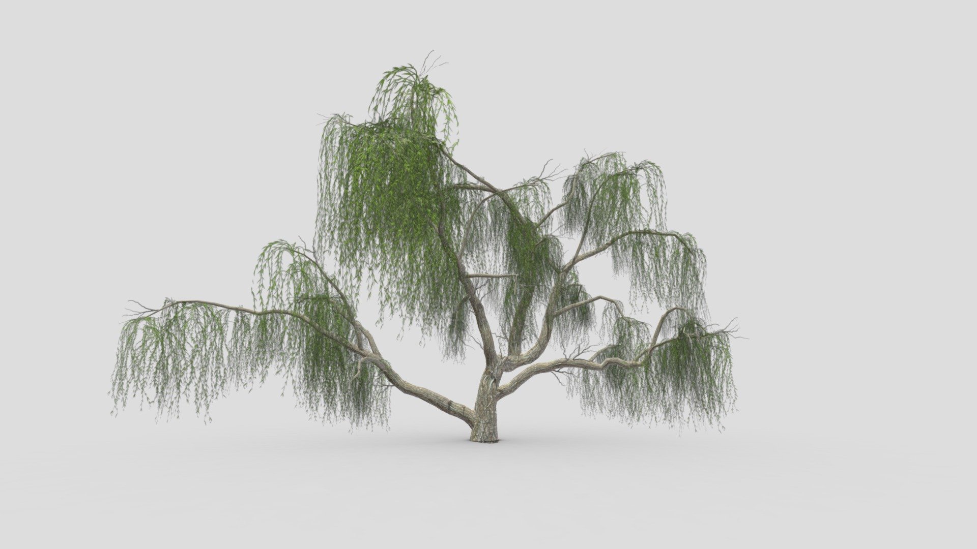 I try to provide low poly model of Weeping Willow tree to use for your game project. I hope this model will be useful for you 3d model