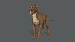 Dog dog, pet, hunter, pitbull, terrier, animal, noai