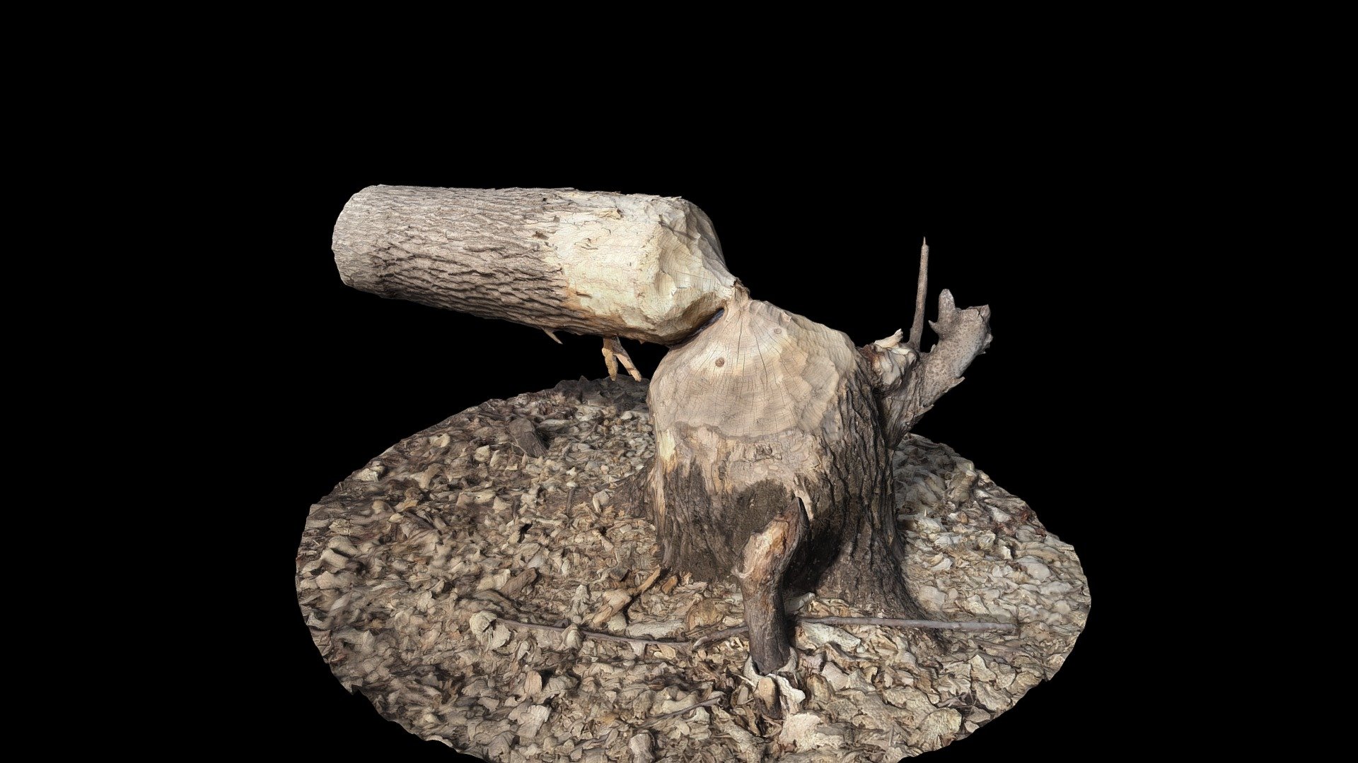 A tree felled by a beaver, adjacent to US Highway 63 in Pucketville, Wisconsin.  Just acrosse the Mississippi River from Red Wing, Minnesota.

Created from 134 photographs taken with a Moto G Stylus mobile phone.  

Photographed in March 2021 - Beaver Felled Tree, Pucketville, Wisconsin - Buy Royalty Free 3D model by danderson4 3d model