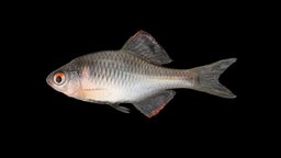 カゼトゲタナゴ 🐟 ♂ Kazetoge Bitterling, R. atremius chordata, animalia, ffishasia, rhodeus, osteichthyes, noai, cypriniformes, cyprinidae