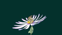 Bumblebee insect, flower, animals, bee, bumblebee, nyi, nyilonelycompany, bombus