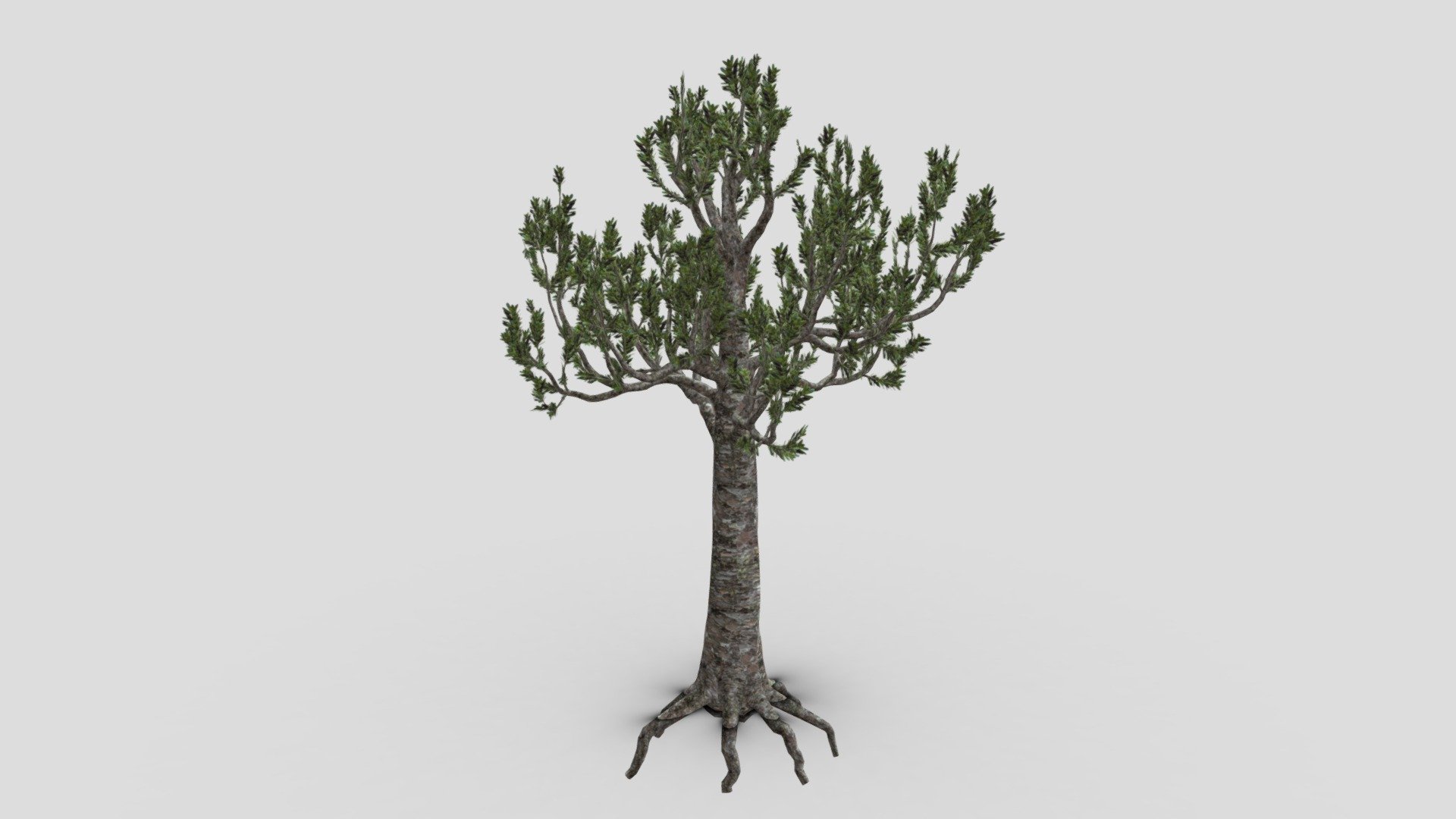 Agathis australis, commonly known by its Māori name kauri, is a coniferous tree of Araucariaceae in the genus Agathis, found north of 38°S in the northern regions of New Zealand's North Island 3d model