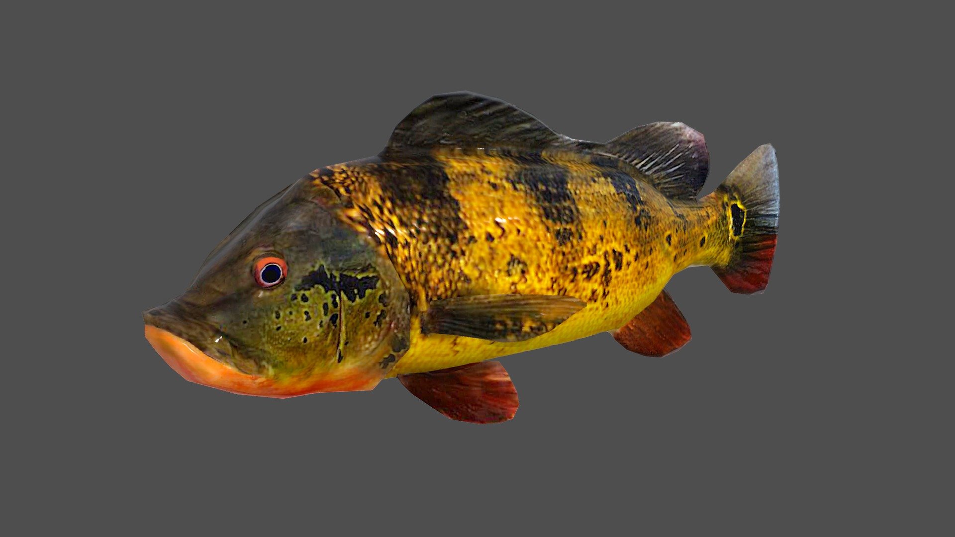 Peacock Bass - 3D model by josluat91 3d model
