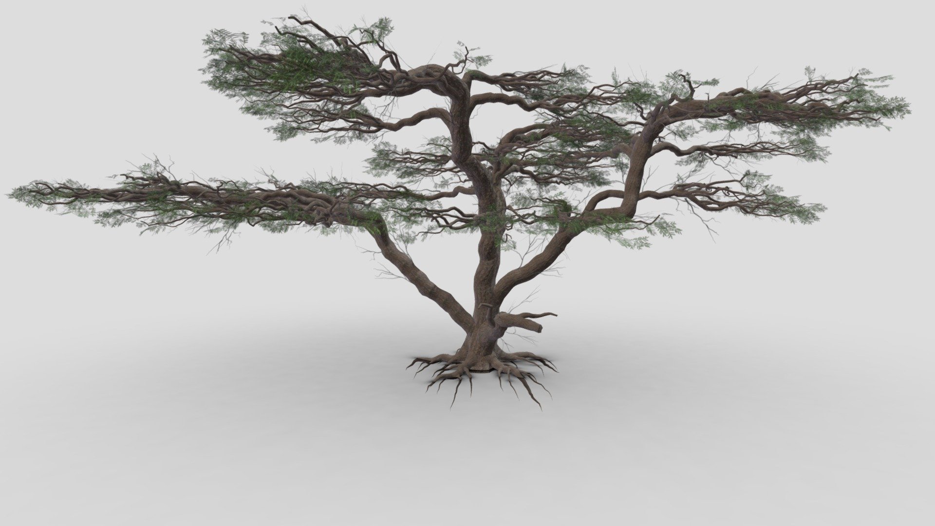acacia, (genus Acacia), genus of about 160 species of trees and shrubs in the pea family (Fabaceae). Acacias are native to tropical and subtropical regions of the world, particularly Australia (where they are called wattles) and Africa, where they are well-known landmarks on the veld and savanna 3d model