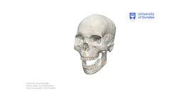 Articular Disc (TMJ) anatomy, university, teeth, dental, tooth, medicine, dentistry, university-of-dundee, school-of-dentistry, tmj, temporomandibular, skull, medical