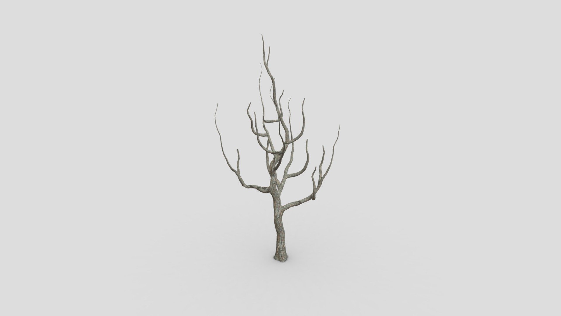Betula nigra, the black birch, river birch or water birch, is a species of birch native to the Eastern United States from New Hampshire west to southern Minnesota, and south to northern Florida and west to Texas 3d model