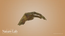 Chicken Foot chicken, foot, nature, specimen