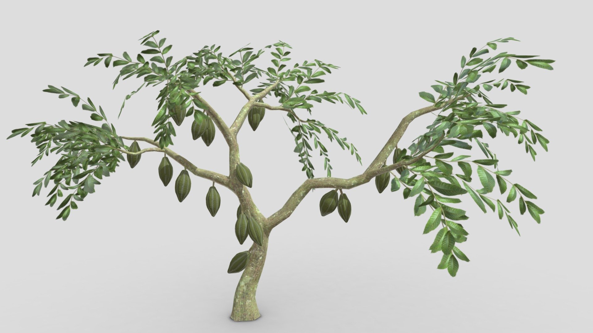 This is a 3D low poly model of a Cacao tree that you can use in your projects.

Info:

Theobroma cacao is a small evergreen tree in the family Malvaceae. Its seeds, cocoa beans, are used to make chocolate liquor, cocoa solids, cocoa butter, and chocolate. Native to the tropics of the Americas, the largest producer of cocoa beans in 2018 was Ivory Coast, at 2.2 million tons 3d model