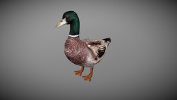DUCK MALE ANIMATED