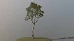 Beech Tree