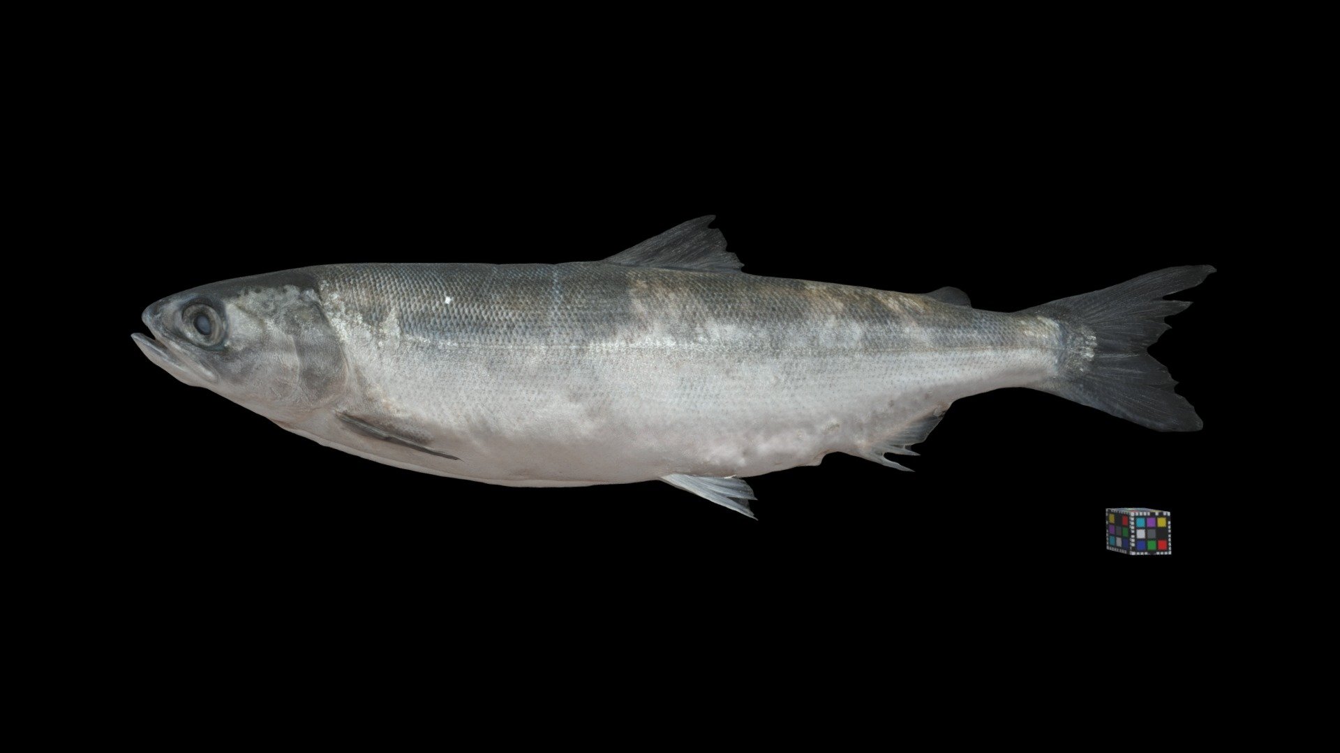 Landlocked type. Towada Lake, Japan. 十和田湖産. 
Detail: https://ffish.asia/s/55416
 - ヒメマス Sockeye Salmon, Oncorhynchus nerka nerka - Download Free 3D model by ffish.asia / floraZia.com (@ffishAsia-and-floraZia) 3d model