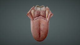 Tongue Anatomy (Dorsum of tongue) cross, anatomy, biology, section, muscle, tongue, study, learning, arch, vr, fold, groove, fbx, science, educational, terminal, cecum, sulcus, histology, lingual, tonsil, epiglottis, cross_section, education-teaching, blender, pbr, lowpoly, medical, human, highpoly, medical-education, foramen, papillae, fungiform, filiform, dorsum, noai, vallecula, vallate, "foliate", "midline", "palatopharyngeal"