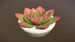 Pot Succulent plant, pot, plantpot, succulent