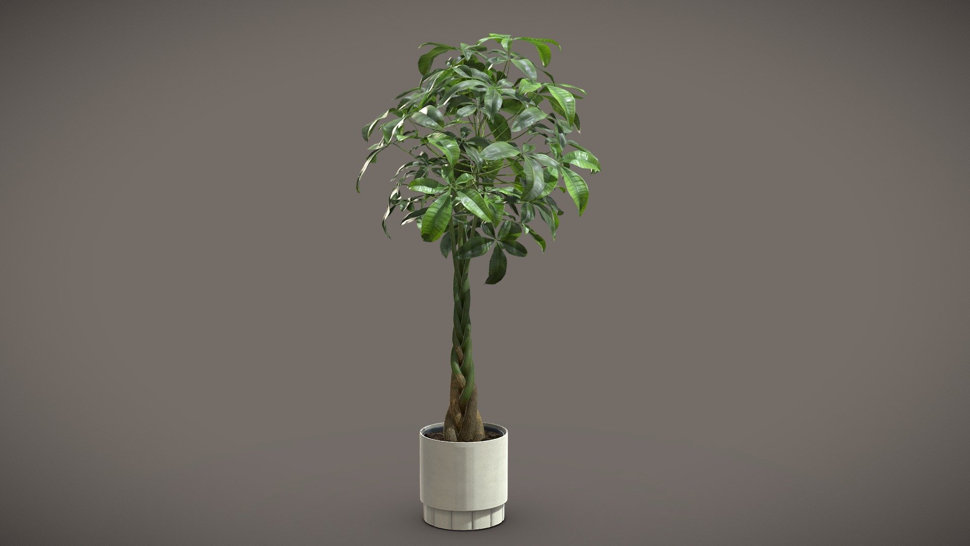 Pachira Aquatica
The Pachira Aquatica, or money tree, is a popular indoor plant known for its unique appearance. It features a thick, braided trunk and glossy, bright green leaves arranged in a palmate pattern. The leaves are lance-shaped with serrated edges, adding to its lush appearance. Overall, it's a visually striking plant that adds a touch of elegance to any indoor space.

4k Textures




Vertices  28 082

Polygons  24 651

Triangles 48 994
 - Pachira Aquatica - Buy Royalty Free 3D model by AllQuad 3d model