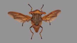 Achias sp metashape, agisoft