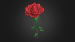 Rose flowers, rose